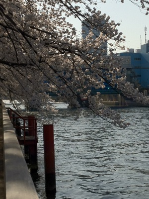 4/8小名木川の桜